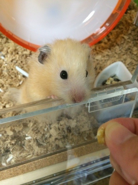 f:id:akie1000:20150516210849j:plain f:id:akie1000:20150516210849j:plain