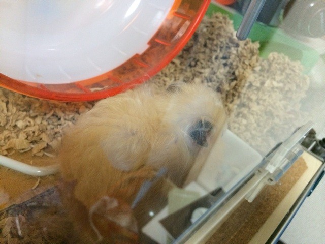 f:id:akie1000:20150516210957j:plain