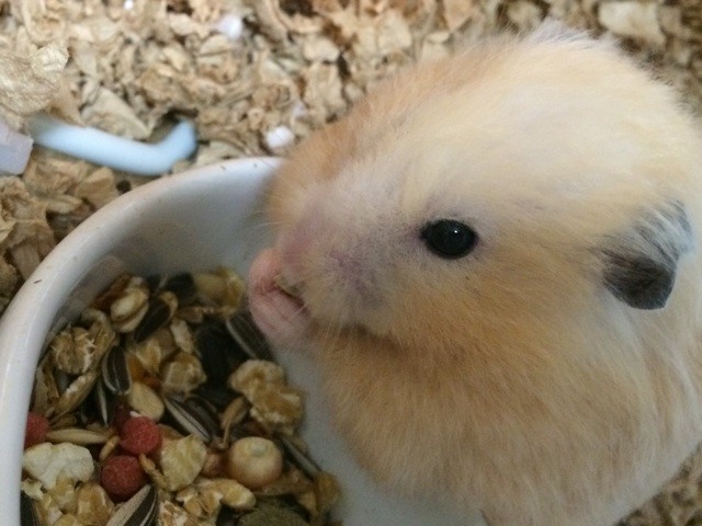 f:id:akie1000:20150605202651j:plain