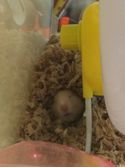 f:id:akie1000:20150607000654j:plain f:id:akie1000:20150607000654j:plain