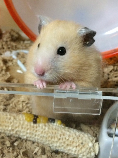 f:id:akie1000:20150607000938j:plain f:id:akie1000:20150607000938j:plain