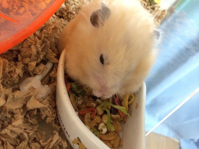 f:id:akie1000:20150619201210j:plain