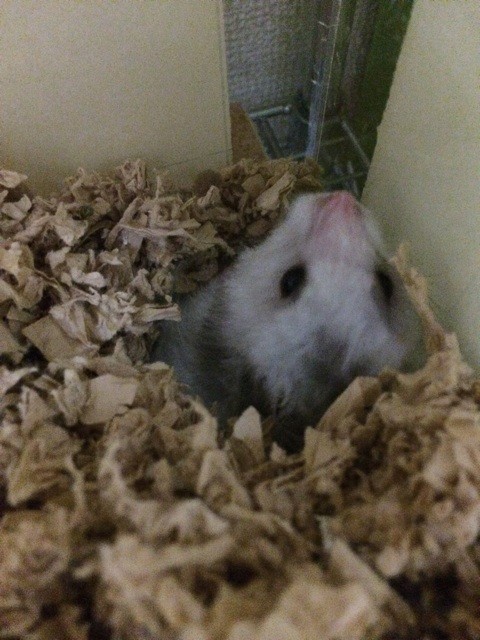 f:id:akie1000:20150621220038j:plain