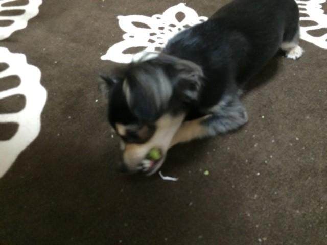 f:id:akie1000:20150623195510j:plain