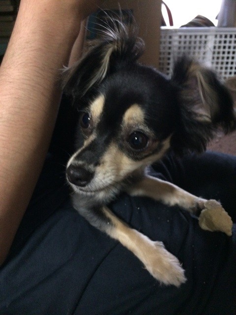 f:id:akie1000:20150623195624j:plain