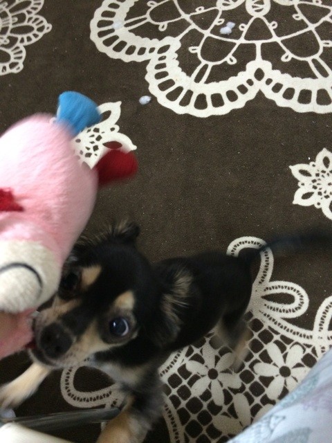 f:id:akie1000:20150623195713j:plain