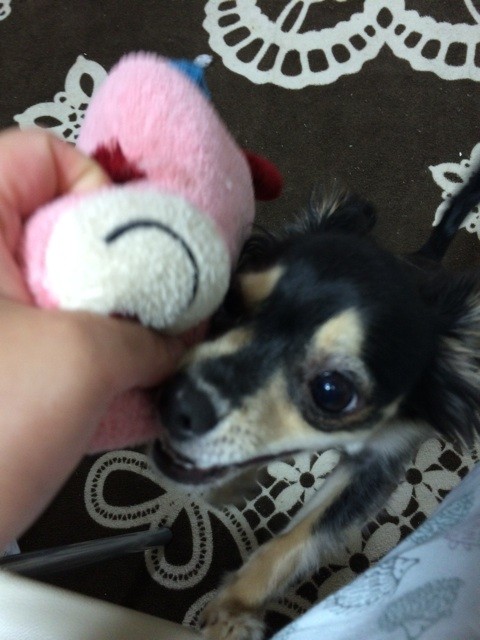 f:id:akie1000:20150623195727j:plain