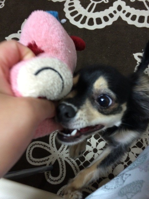 f:id:akie1000:20150623195734j:plain