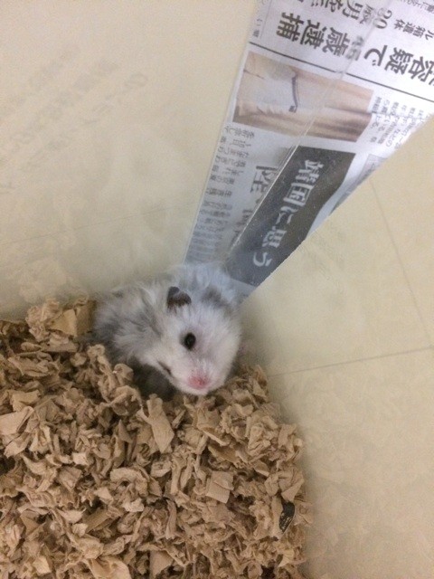 f:id:akie1000:20150623213801j:plain