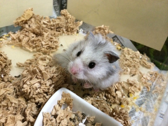 f:id:akie1000:20150623214011j:plain