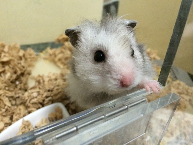 f:id:akie1000:20150623214034j:plain