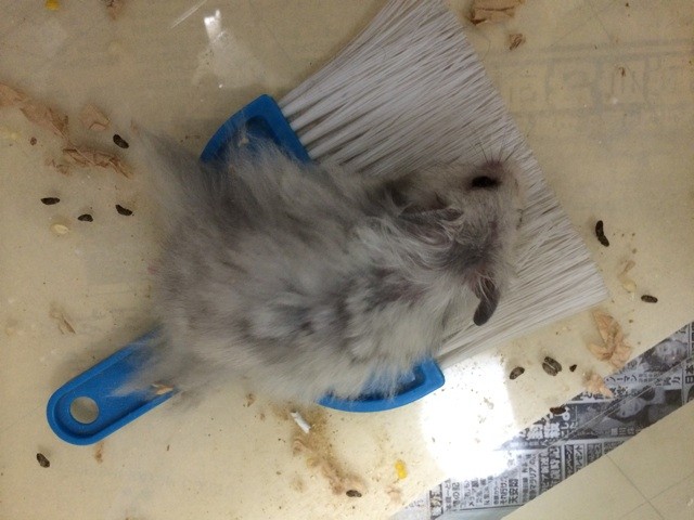 f:id:akie1000:20150623214111j:plain