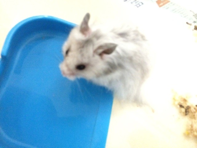 f:id:akie1000:20150623214126j:plain