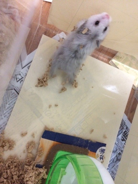 f:id:akie1000:20150623214203j:plain