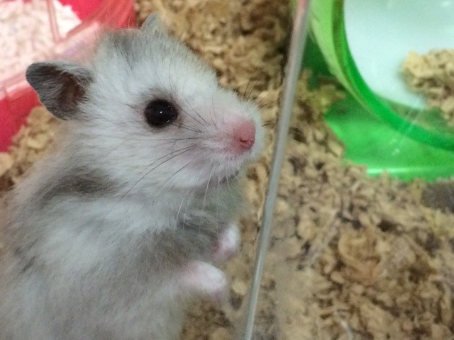 f:id:akie1000:20150623214405j:plain