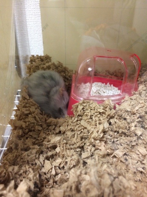 f:id:akie1000:20150623214430j:plain