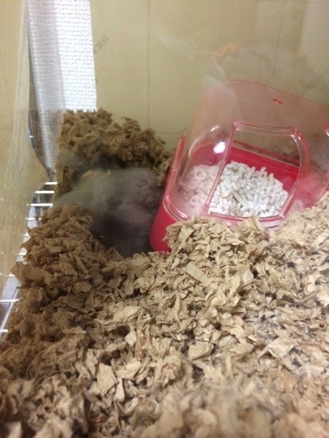 f:id:akie1000:20150623214510j:plain