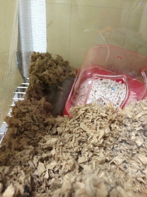 f:id:akie1000:20150623214521j:plain