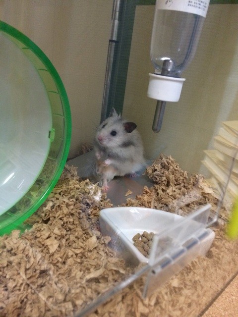 f:id:akie1000:20150623214551j:plain