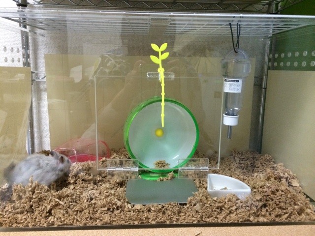 f:id:akie1000:20150623214615j:plain