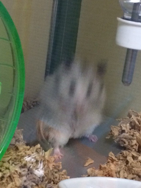 f:id:akie1000:20150623214843j:plain