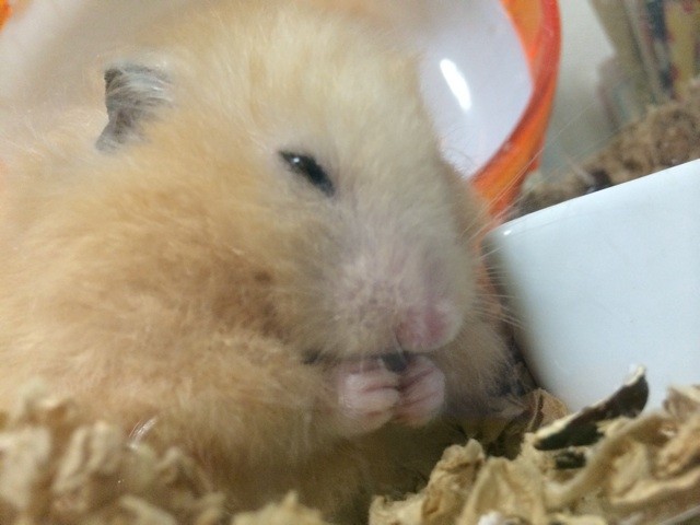 f:id:akie1000:20150625232402j:plain