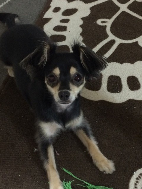 f:id:akie1000:20150701203114j:plain