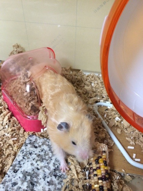 f:id:akie1000:20150811204911j:plain