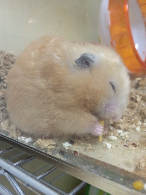 f:id:akie1000:20150811205114j:plain