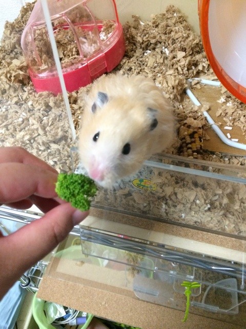 f:id:akie1000:20150811205124j:plain