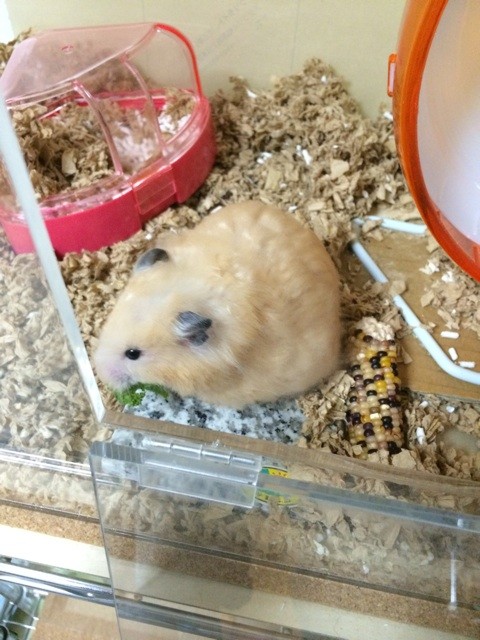 f:id:akie1000:20150811205145j:plain