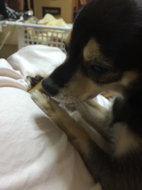 f:id:akie1000:20150905225919j:plain f:id:akie1000:20150905225919j:plain