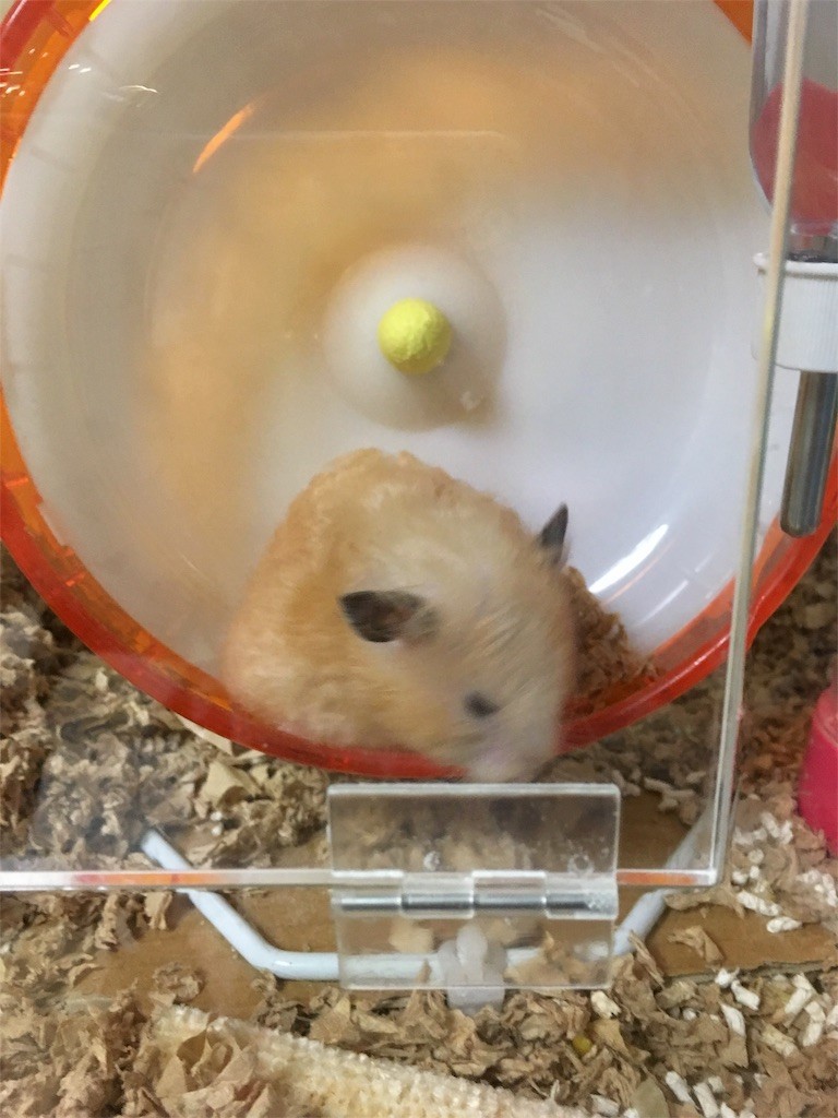 f:id:akie1000:20150927233816j:image