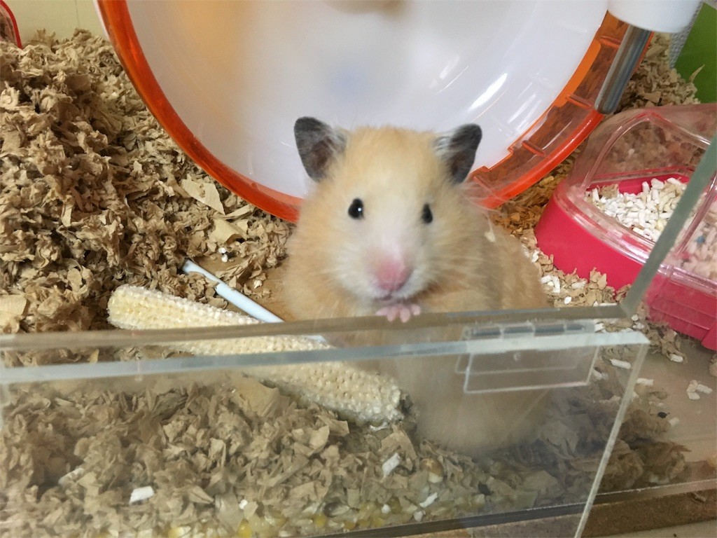 f:id:akie1000:20150927233938j:image