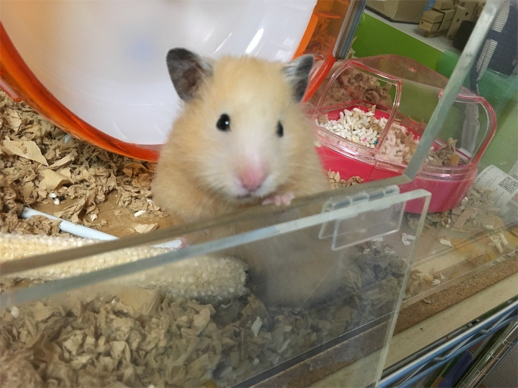 f:id:akie1000:20150927233947j:image