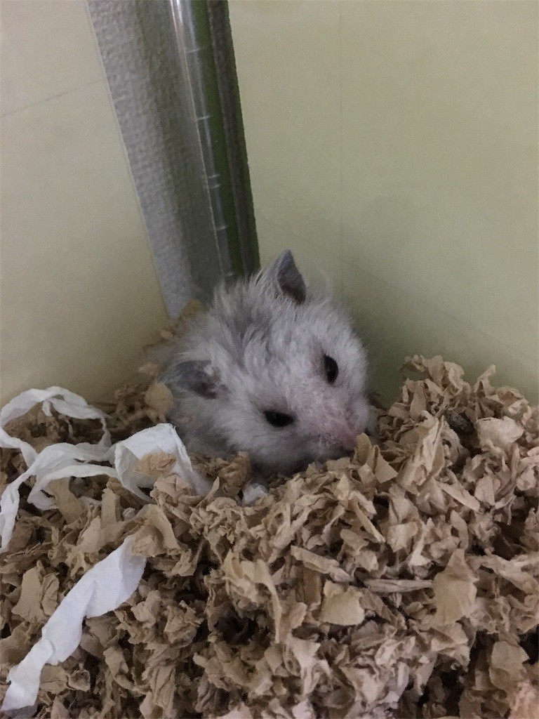 f:id:akie1000:20151027001959j:image