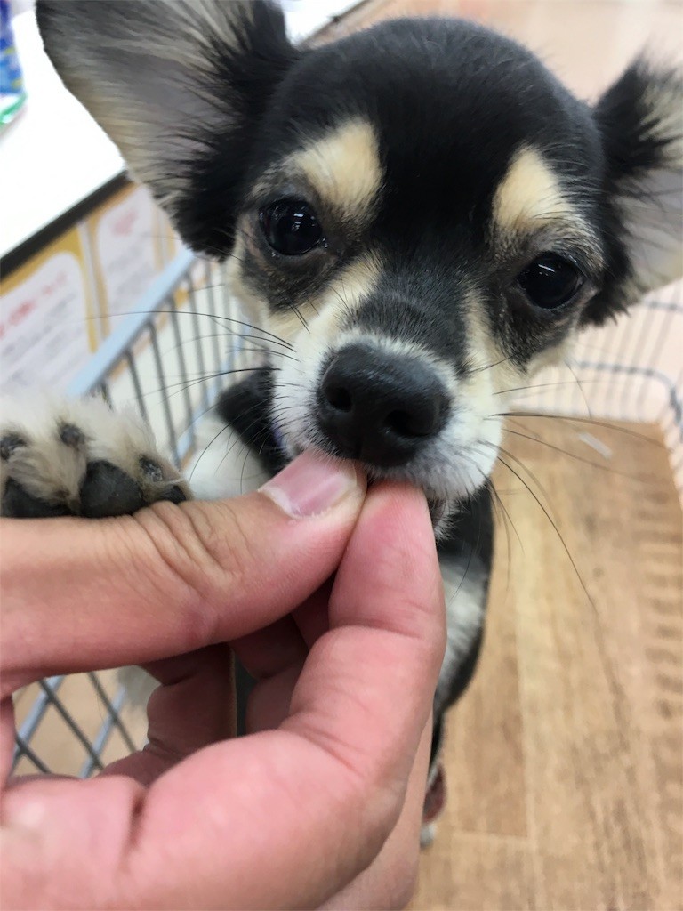 f:id:akie1000:20151112004147j:image f:id:akie1000:20151112004147j:image