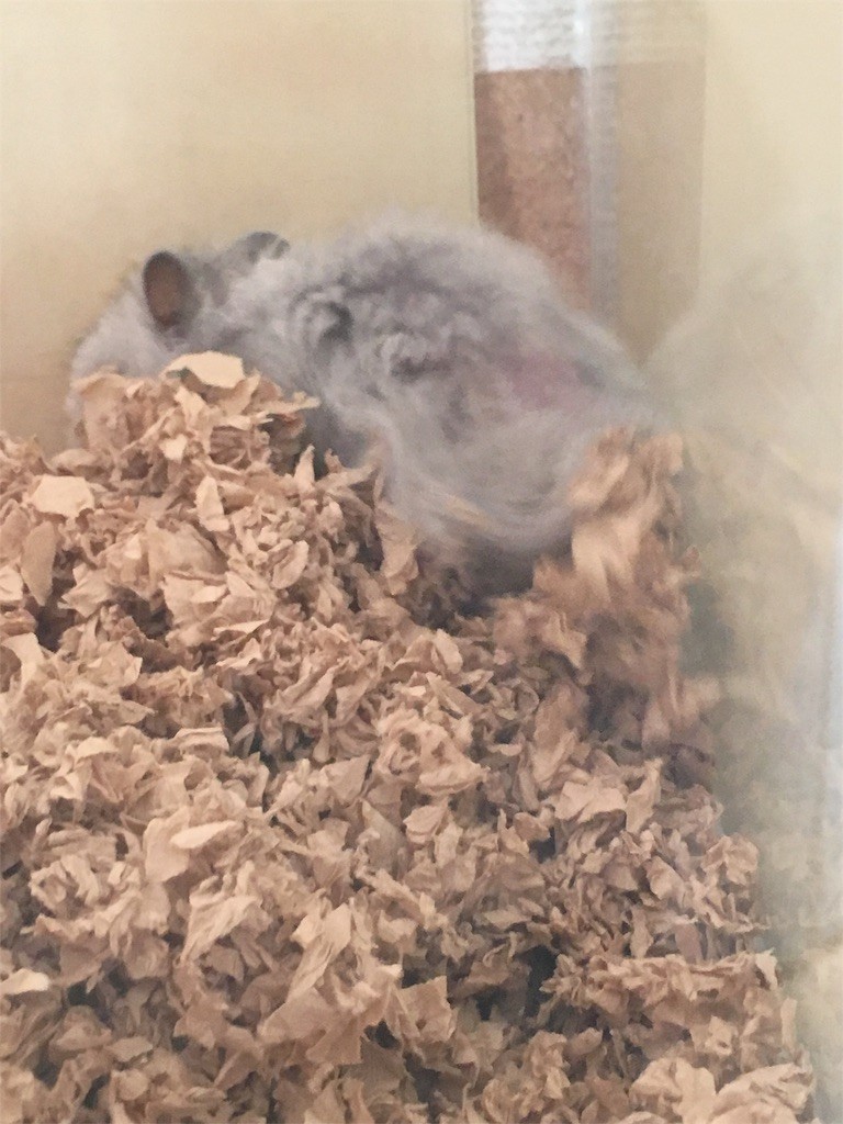 f:id:akie1000:20160124235930j:image f:id:akie1000:20160124235930j:image