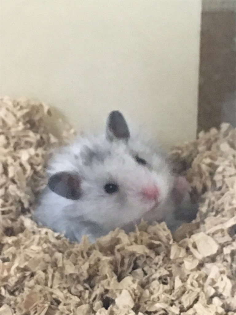 f:id:akie1000:20160125000127j:image f:id:akie1000:20160125000127j:image