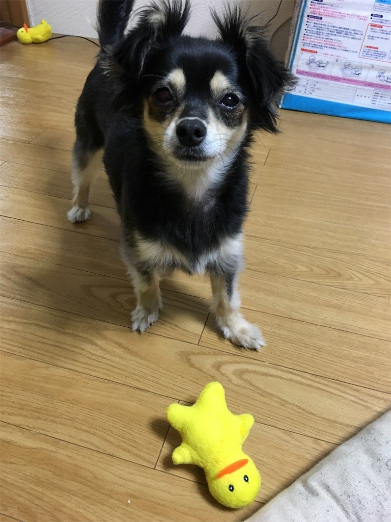 f:id:akie1000:20160411221951j:image