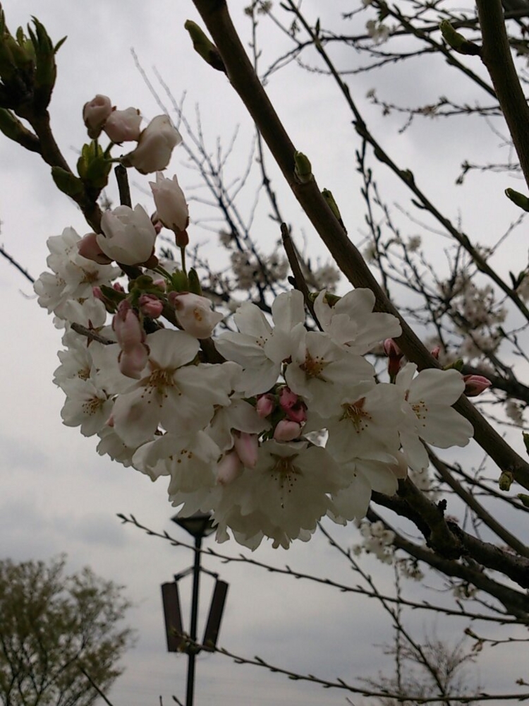 f:id:akimakiakimakiakimakimaki:20130324014951j:plain f:id:akimakiakimakiakimakimaki:20130324014951j:plain