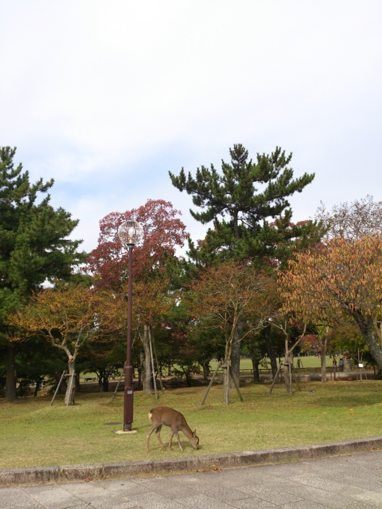 f:id:akimakiakimakiakimakimaki:20131109121301j:plain f:id:akimakiakimakiakimakimaki:20131109121301j:plain