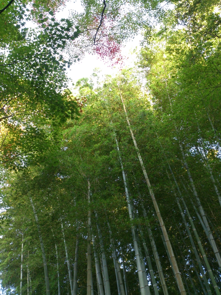 f:id:akimakiakimakiakimakimaki:20131114153412j:plain f:id:akimakiakimakiakimakimaki:20131114153412j:plain
