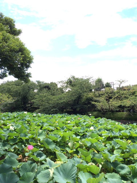 f:id:akoh1214:20140812234515j:plain f:id:akoh1214:20140812234515j:plain