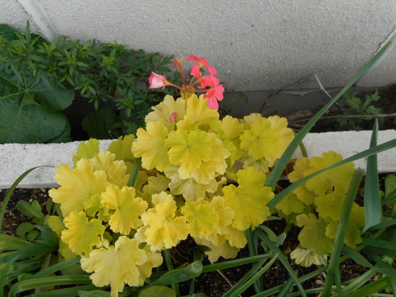 f:id:akouroushix:20141129133051j:plain f:id:akouroushix:20141129133051j:plain