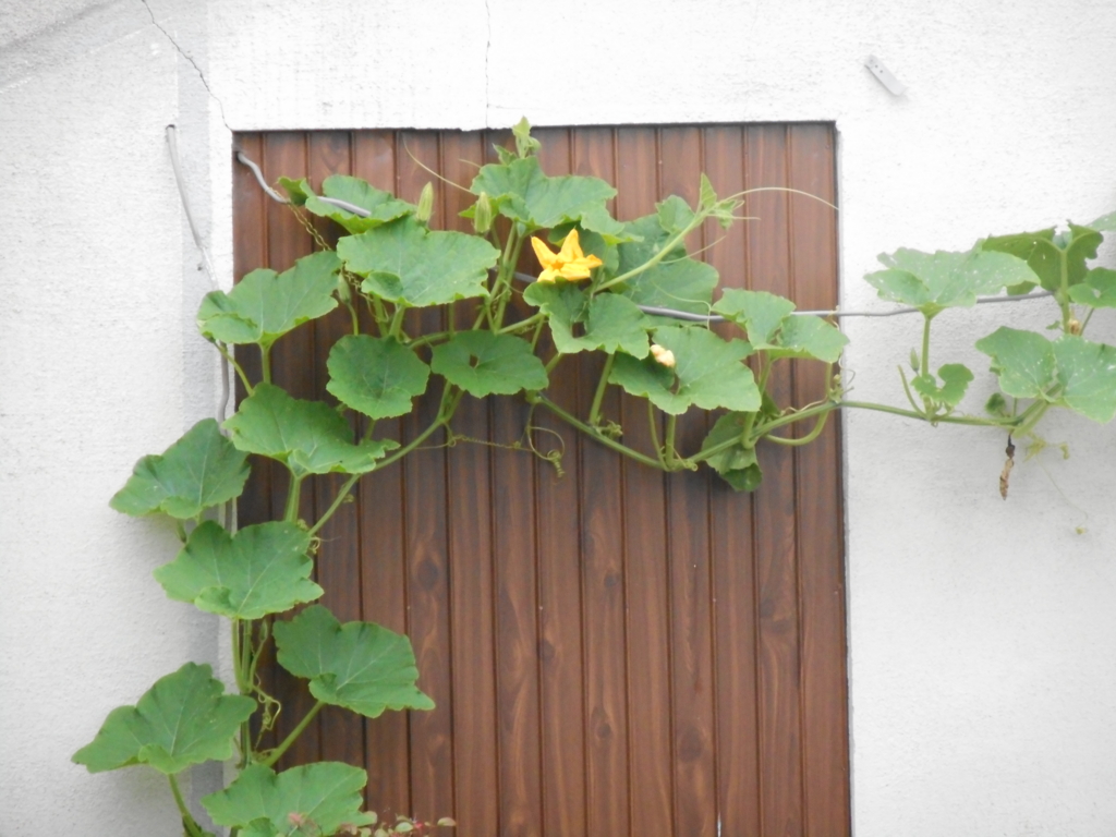 f:id:akouroushix:20150716170855j:plain f:id:akouroushix:20150716170855j:plain