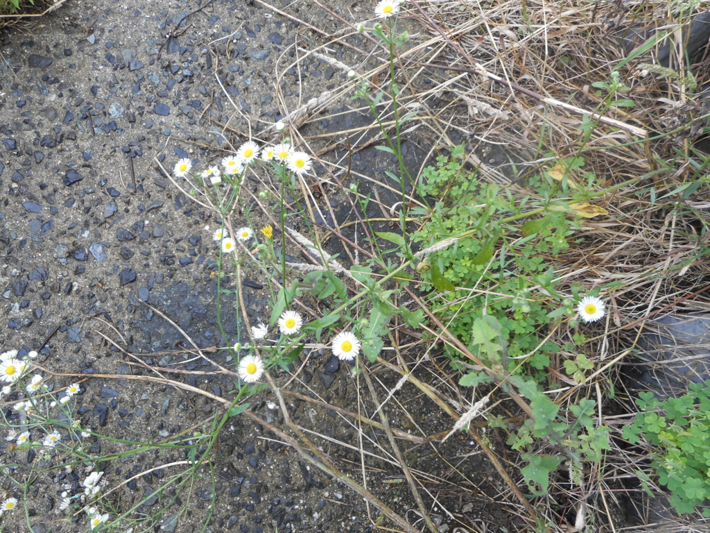 f:id:akouroushix:20150817135517j:plain