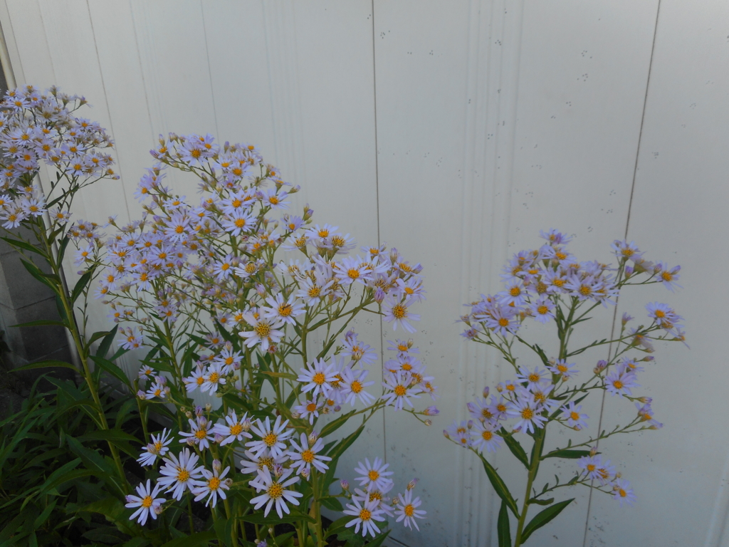 f:id:akouroushix:20150928134125j:plain