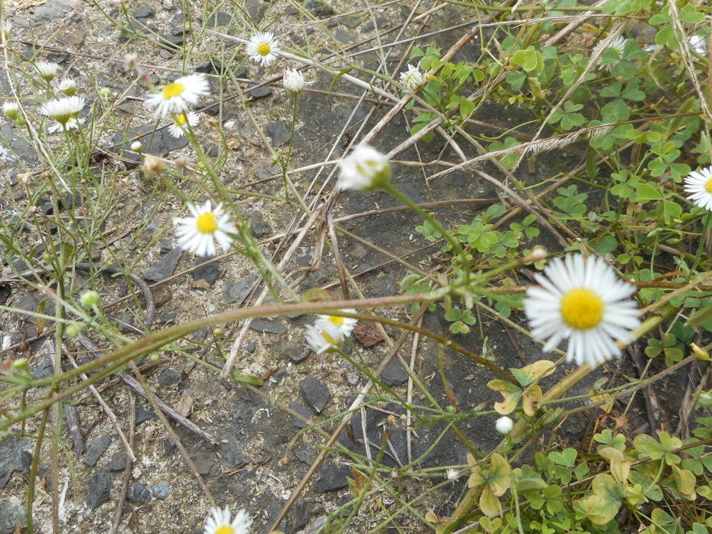 f:id:akouroushix:20150928142701j:plain