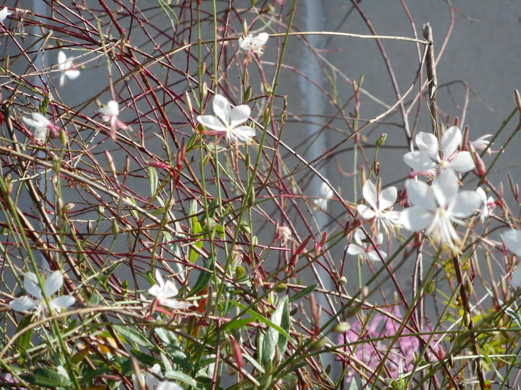 f:id:akouroushix:20160611201116j:plain